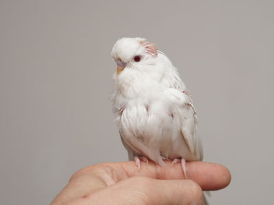Küken 1