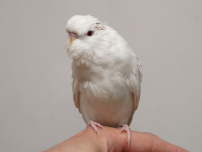 Küken 1