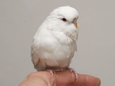 Küken 1