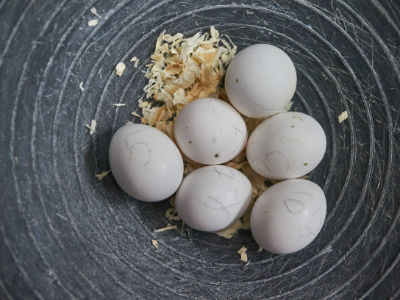6 Eier im Nest