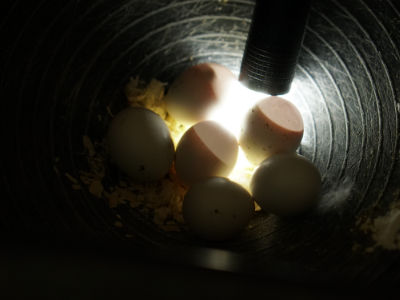 6 Eier im Nest