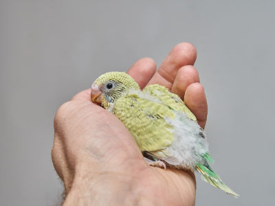 Küken 1