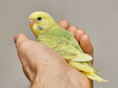 Küken 2