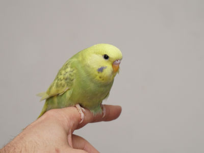 Küken 2