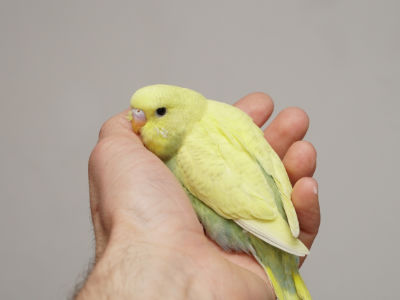 Küken 3