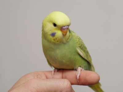 Küken 2