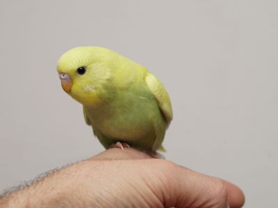 Küken 3