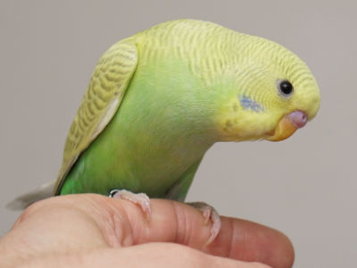 Küken 1