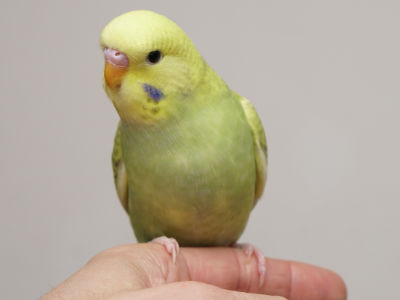 Küken 2