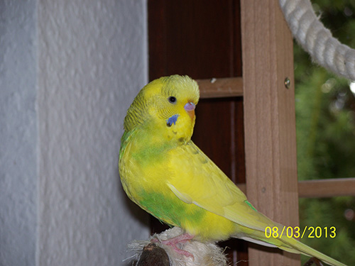 Gismo14