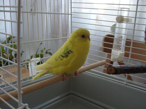 Peterle1
