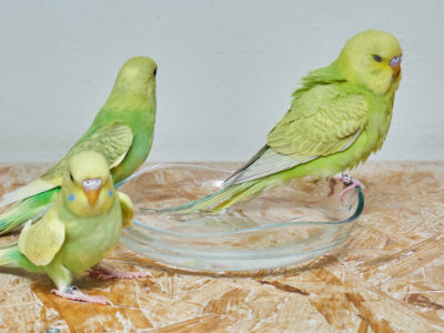 Bademuffel