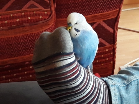 Bobo01