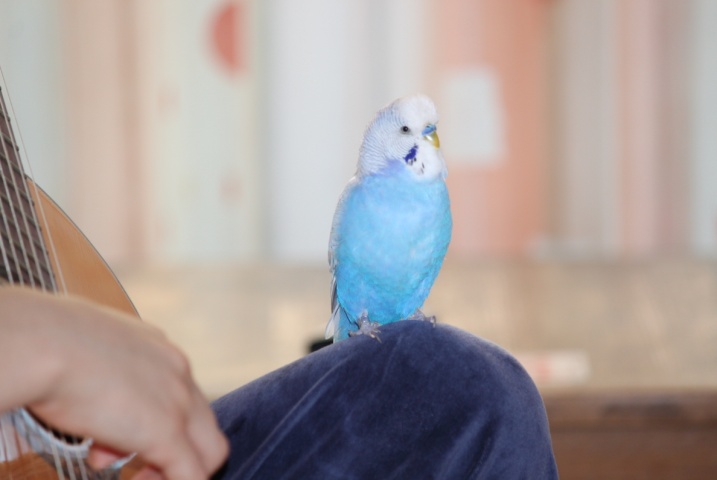Bobo03