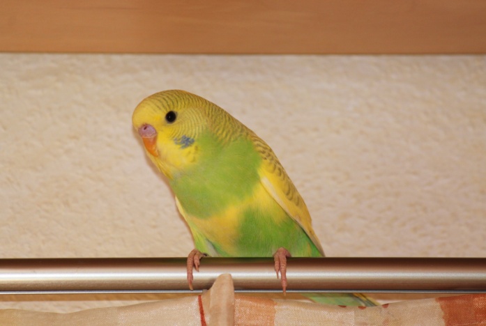 Bobo04