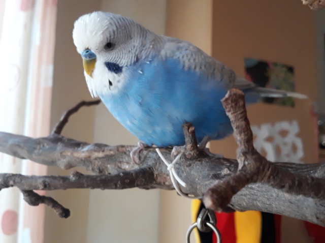 Bobo06