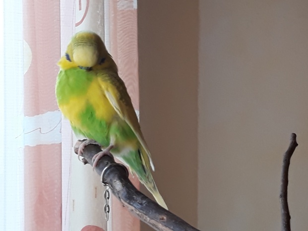 Bobo07