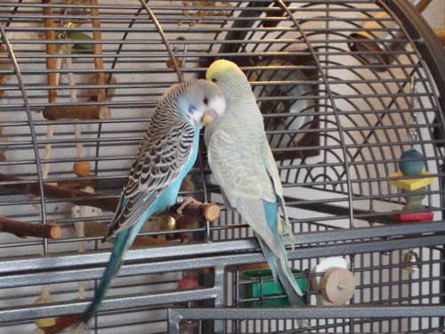 Karl3