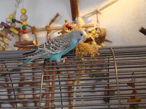 Karl4
