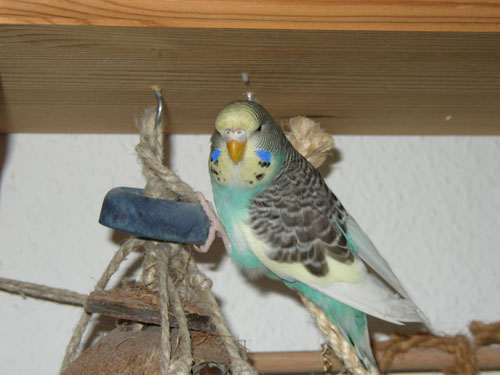 Lucky-Bärbel12