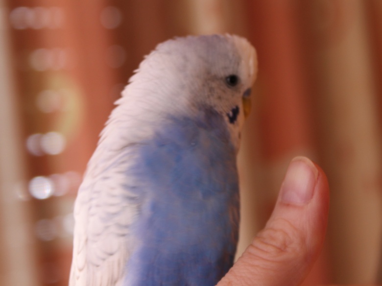 MaxiLeo12