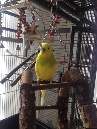Mojo