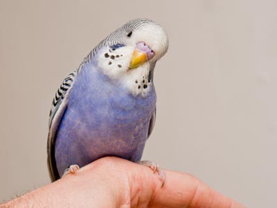 Küken3