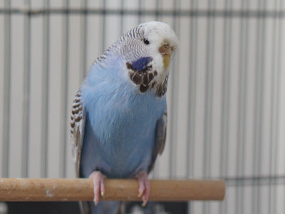 Jaqueline