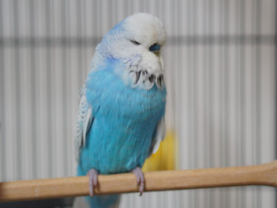 Steve
