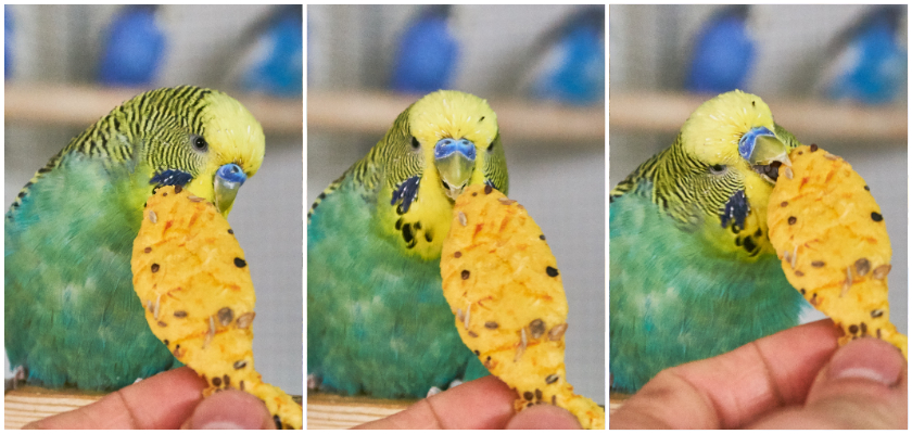 Monty mag die Biskuits